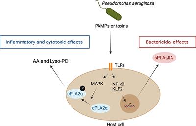 Role of Host and Bacterial Lipids in Pseudomonas aeruginosa Respiratory Infections